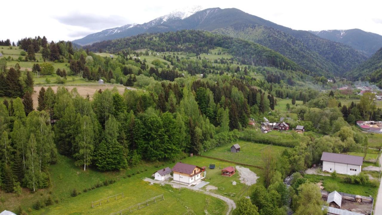 Pensiunea Floare De Colt Moisei Exterior photo