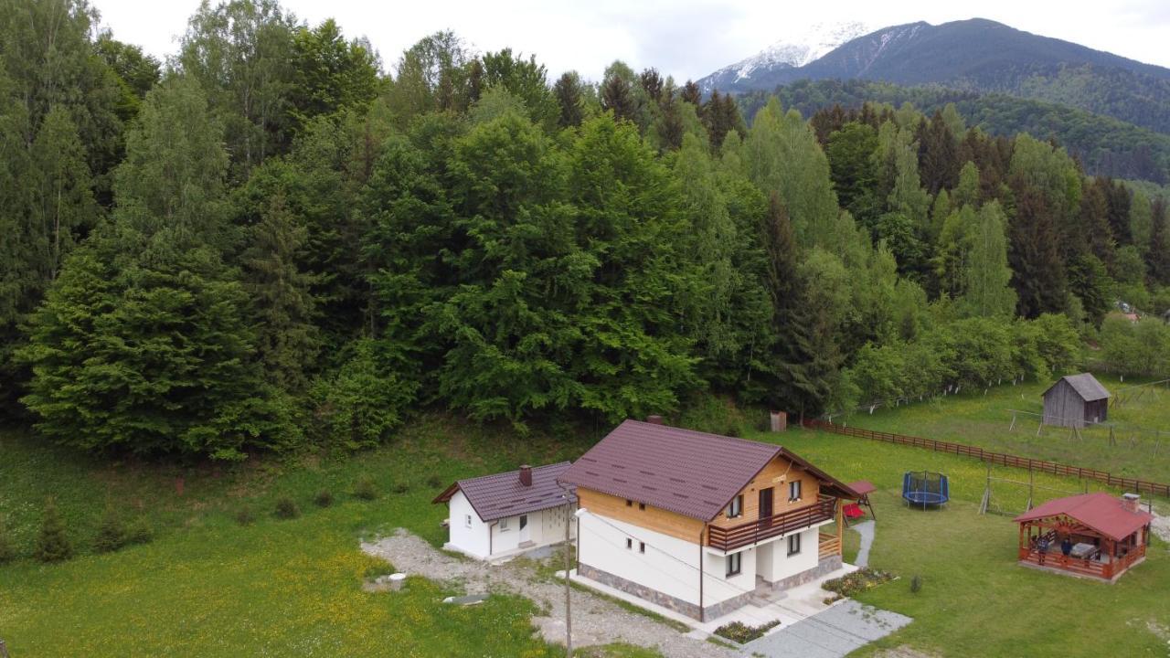 Pensiunea Floare De Colt Moisei Exterior photo