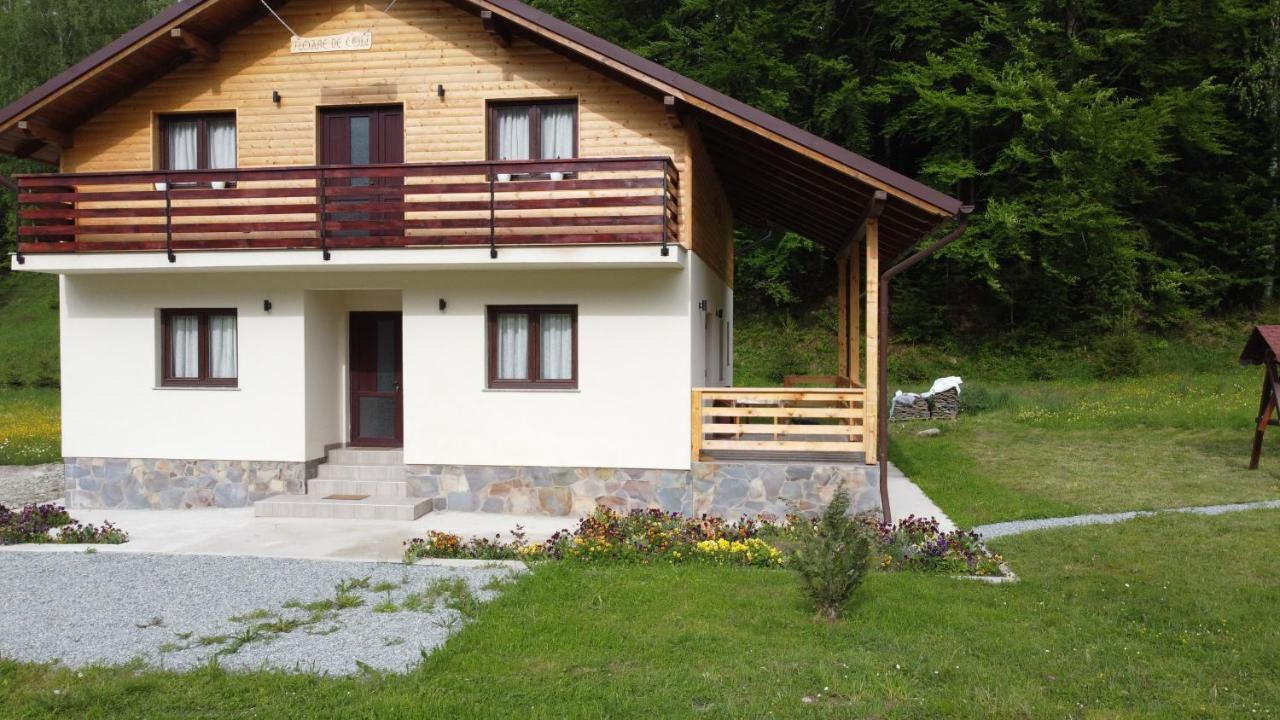 Pensiunea Floare De Colt Moisei Exterior photo